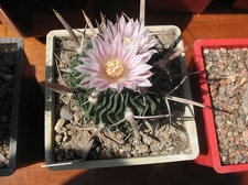 Выставка 19-20 апреля 2008 (Одесса)