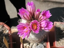 Выставка 19-20 апреля 2008 (Одесса)