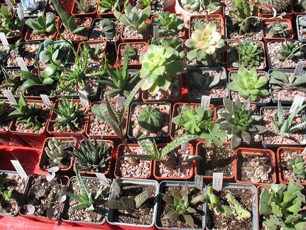 Выставка 19-20 апреля 2008 (Одесса)