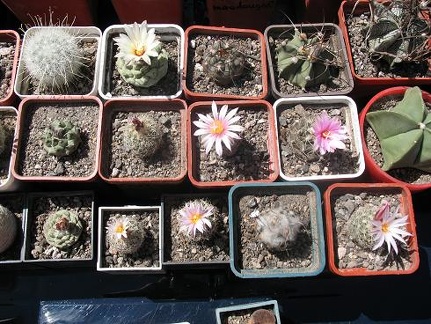 Выставка 19-20 апреля 2008 (Одесса)