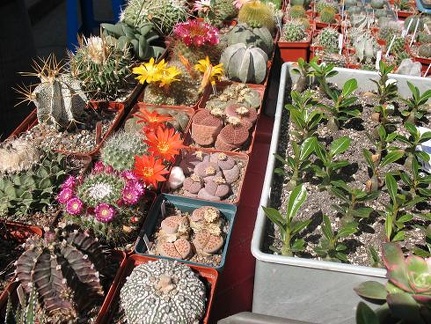 Выставка 19-20 апреля 2008 (Одесса)