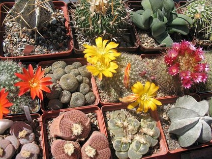 Выставка 19-20 апреля 2008 (Одесса)