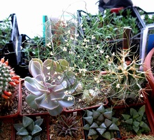  Выставка 20 августа 2010 (Дворец Спорта)