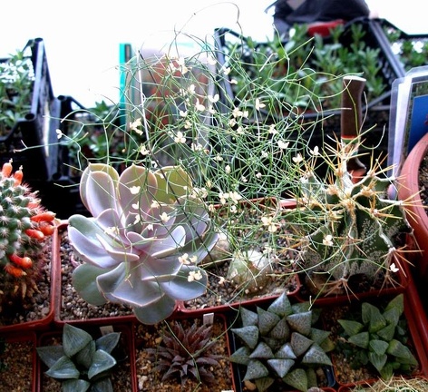  Выставка 20 августа 2010 (Дворец Спорта)