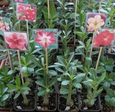  Выставка 20 августа 2010 (Дворец Спорта)