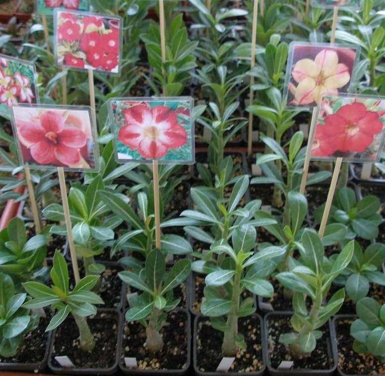  Выставка 20 августа 2010 (Дворец Спорта)