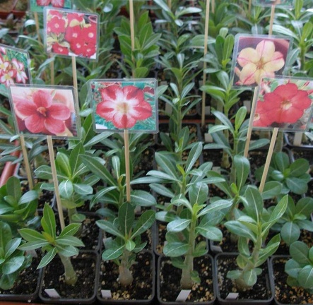  Выставка 20 августа 2010 (Дворец Спорта)