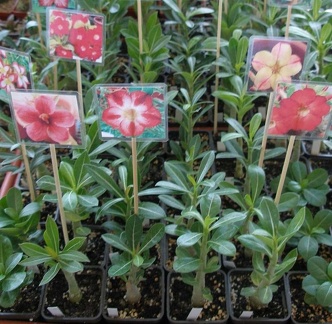  Выставка 20 августа 2010 (Дворец Спорта)