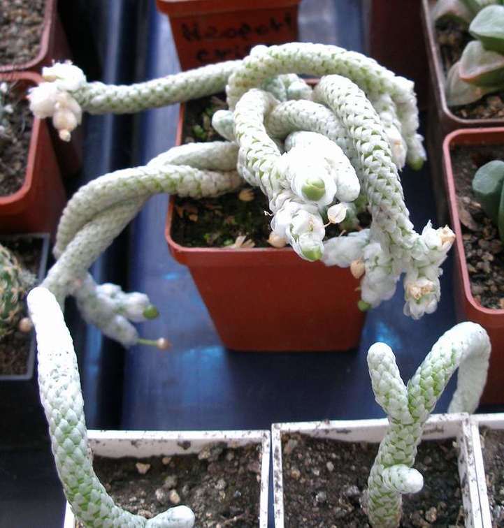  Выставка 20 августа 2010 (Дворец Спорта)