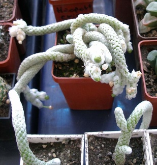  Выставка 20 августа 2010 (Дворец Спорта)