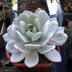  Выставка 20 августа 2010 (Дворец Спорта)