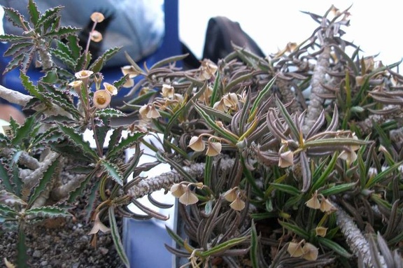  Выставка 20 августа 2010 (Дворец Спорта)