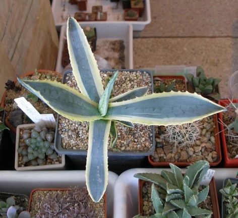  Выставка 20 августа 2010 (Дворец Спорта)