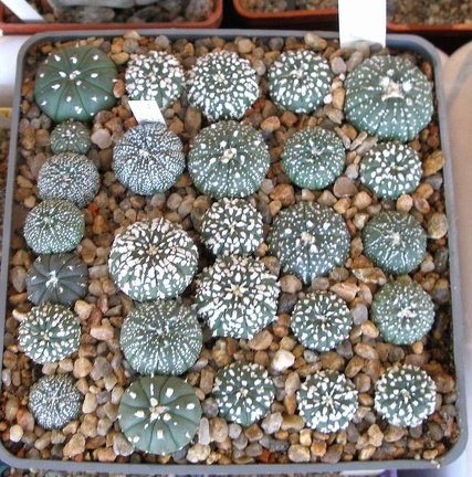  Выставка 20 августа 2010 (Дворец Спорта)