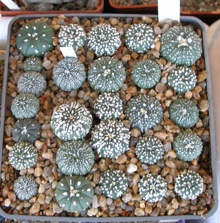  Выставка 20 августа 2010 (Дворец Спорта)