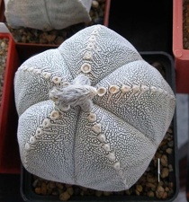  Выставка 20 августа 2010 (Дворец Спорта)