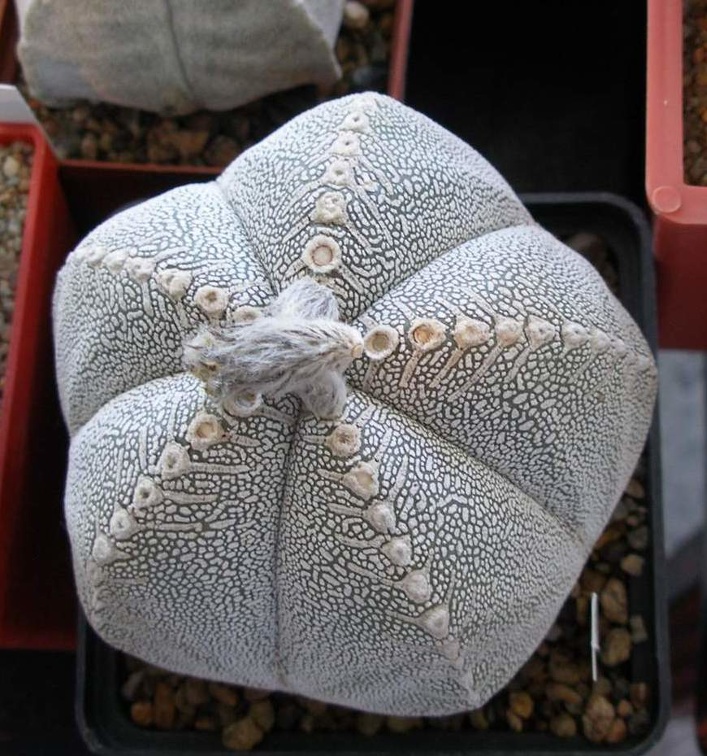  Выставка 20 августа 2010 (Дворец Спорта)