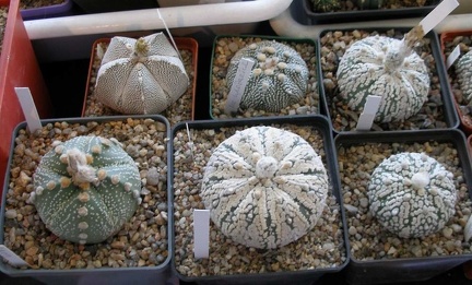 Выставка 20 августа 2010 (Дворец Спорта)