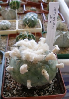 Выставка 20 августа 2010 (Дворец Спорта)