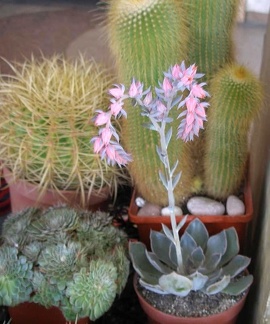 Выставка 20 августа 2010 (Дворец Спорта)