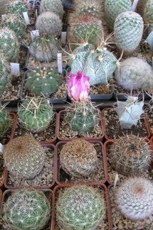 Выставка 20 августа 2010 (Дворец Спорта)