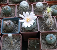 Выставка 20 августа 2010 (Дворец Спорта)