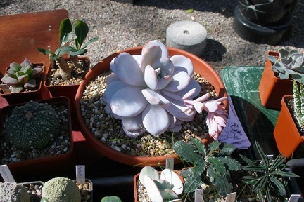 Выставка 20-22.04.2012 в &quot;Ваш сад&quot;