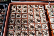 Выставка 20-22.04.2012 в &quot;Ваш сад&quot;