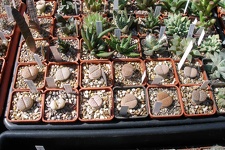 Выставка 20-22.04.2012 в &quot;Ваш сад&quot;