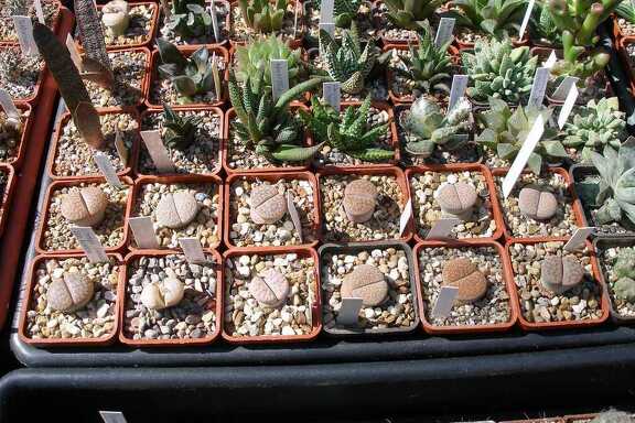 Выставка 20-22.04.2012 в &quot;Ваш сад&quot;