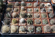 Выставка 20-22.04.2012 в &quot;Ваш сад&quot;