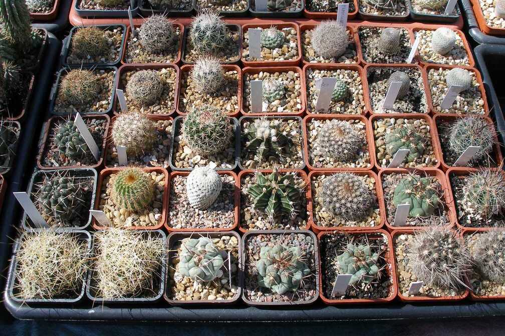 Выставка 20-22.04.2012 в &quot;Ваш сад&quot;