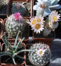 Выставка 20-22.04.2012 в &quot;Ваш сад&quot;