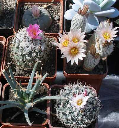 Выставка 20-22.04.2012 в &quot;Ваш сад&quot;