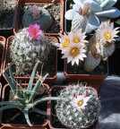 Выставка 20-22.04.2012 в &quot;Ваш сад&quot;