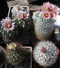 Выставка 20-22.04.2012 в &quot;Ваш сад&quot;