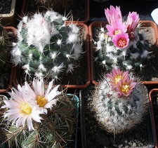 Выставка 20-22.04.2012 в &quot;Ваш сад&quot;