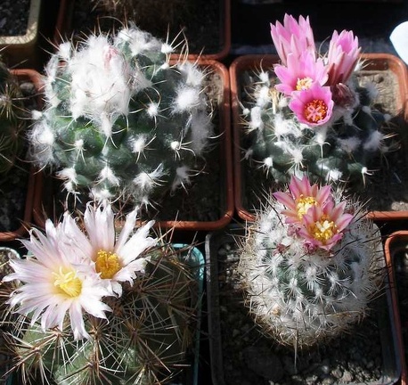 Выставка 20-22.04.2012 в &quot;Ваш сад&quot;