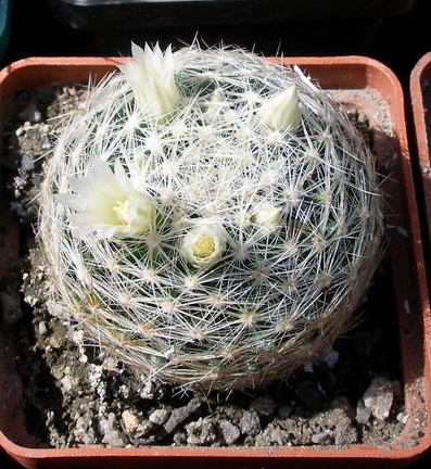 Выставка 20-22.04.2012 в &quot;Ваш сад&quot;