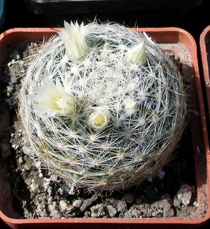 Выставка 20-22.04.2012 в &quot;Ваш сад&quot;