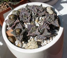 Выставка 20-22.04.2012 в &quot;Ваш сад&quot;