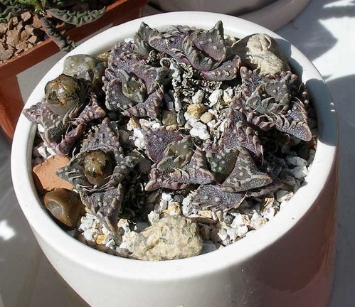 Выставка 20-22.04.2012 в &quot;Ваш сад&quot;