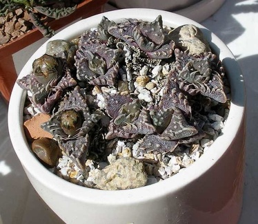 Выставка 20-22.04.2012 в &quot;Ваш сад&quot;