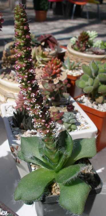 Выставка 20-22.04.2012 в &quot;Ваш сад&quot;