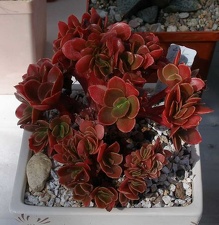 Выставка 20-22.04.2012 в &quot;Ваш сад&quot;