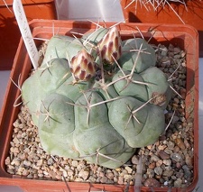 Выставка 20-22.04.2012 в &quot;Ваш сад&quot;