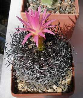 Выставка 20-22.04.2012 в &quot;Ваш сад&quot;