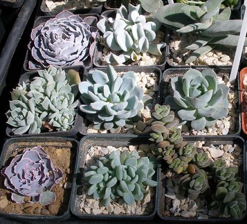 Выставка 20-22.04.2012 в &quot;Ваш сад&quot;