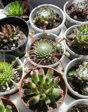 Выставка 20-22.04.2012 в &quot;Ваш сад&quot;