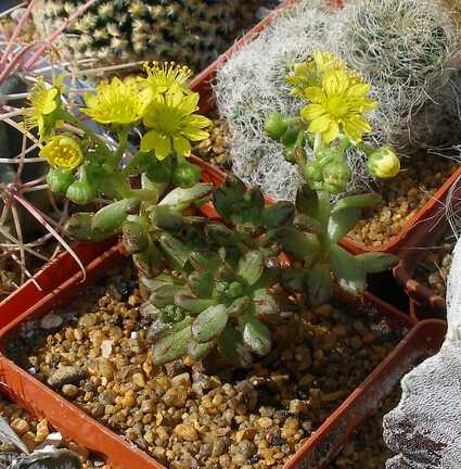 Выставка 20-22.04.2012 в &quot;Ваш сад&quot;